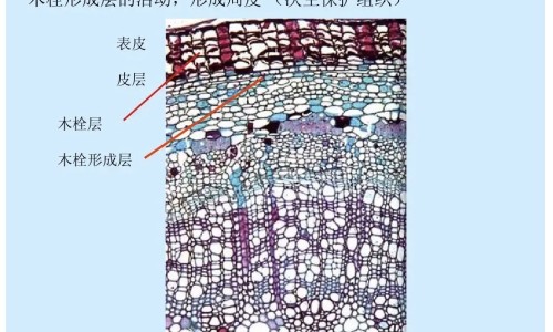 男人出汗多吃什么调理-男人出汗多是什么原因呢,中国男人出汗多网站